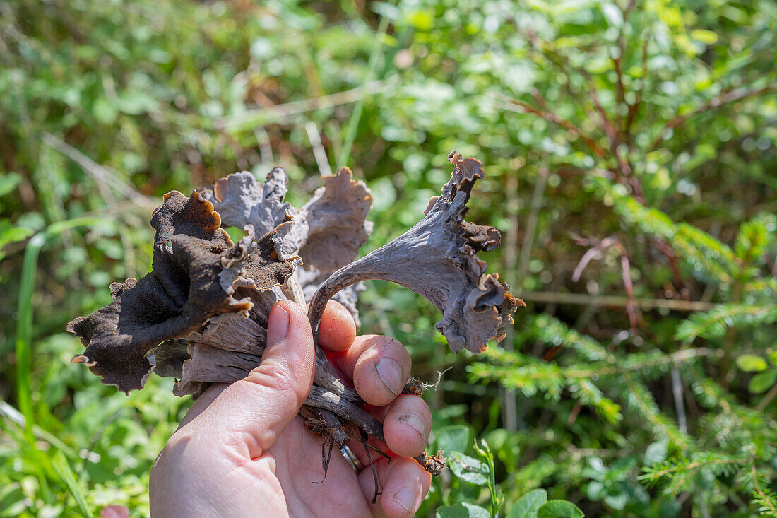 Handsammelnder Pilz im Wald, Bodendecker