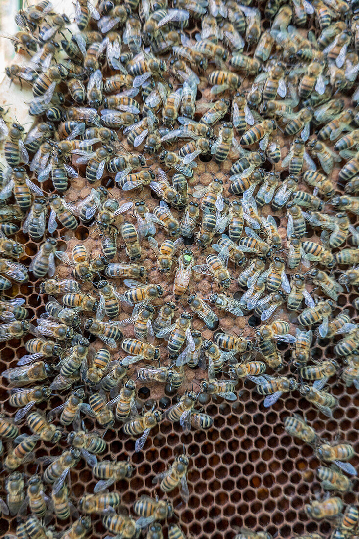 Bienenvolk auf einer Honigwabe