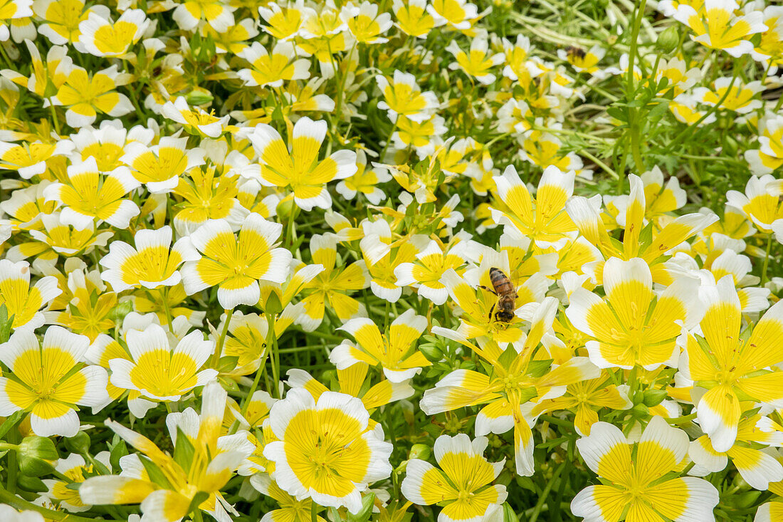 Biene bestäubt gelbe Blumen auf einer Wiese