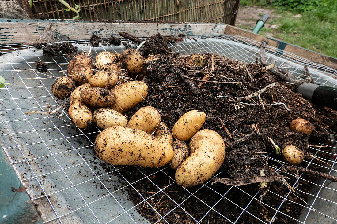 Stapel frisch geernteter Kartoffeln auf Maschendraht