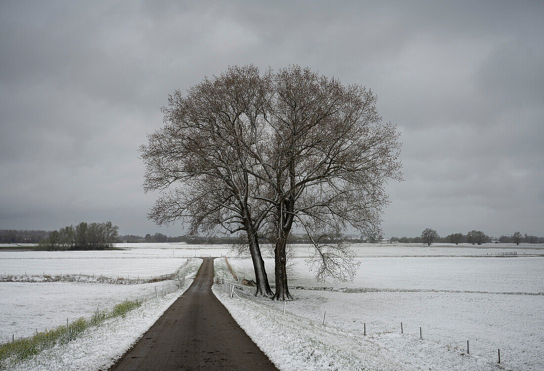 Road and tree in floodlands around river Waal in winter