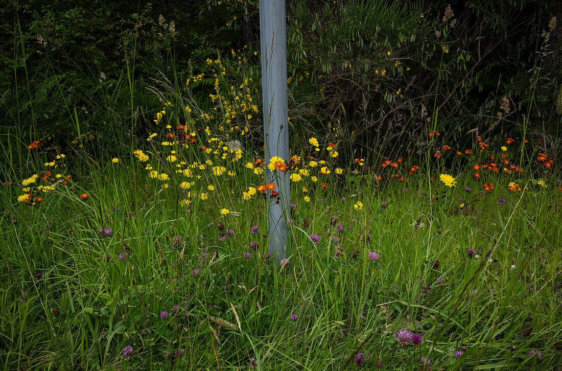 Colorful wildflowers growing in meadow