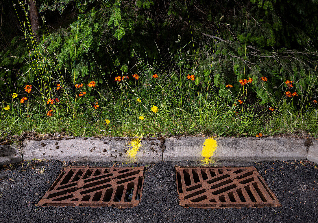 Metalldrainagen und Wildblumen