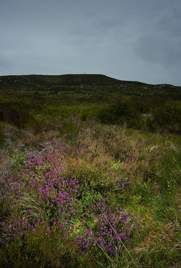 UK, Schottland, Lila Wildblumen auf einer Wiese an einem bewölkten Tag