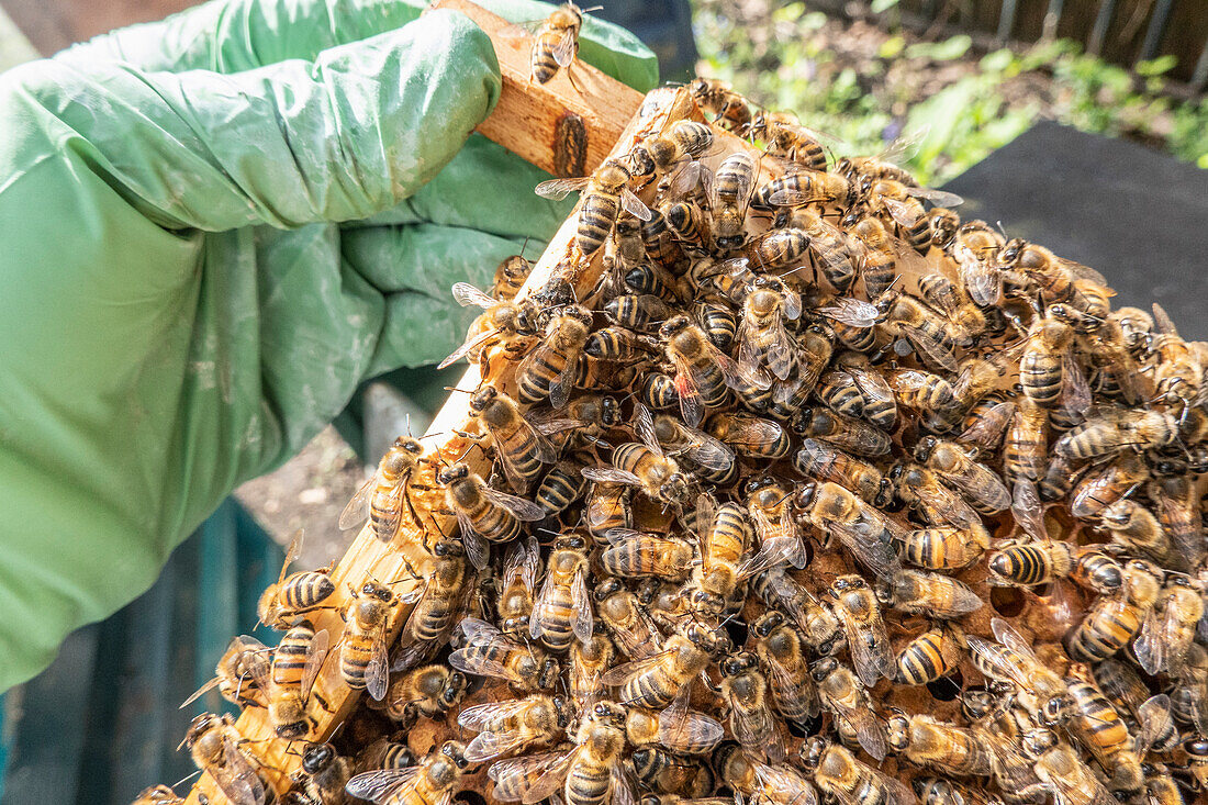 Nahaufnahme einer Imkerhand, die einen Rahmen mit Bienen hält