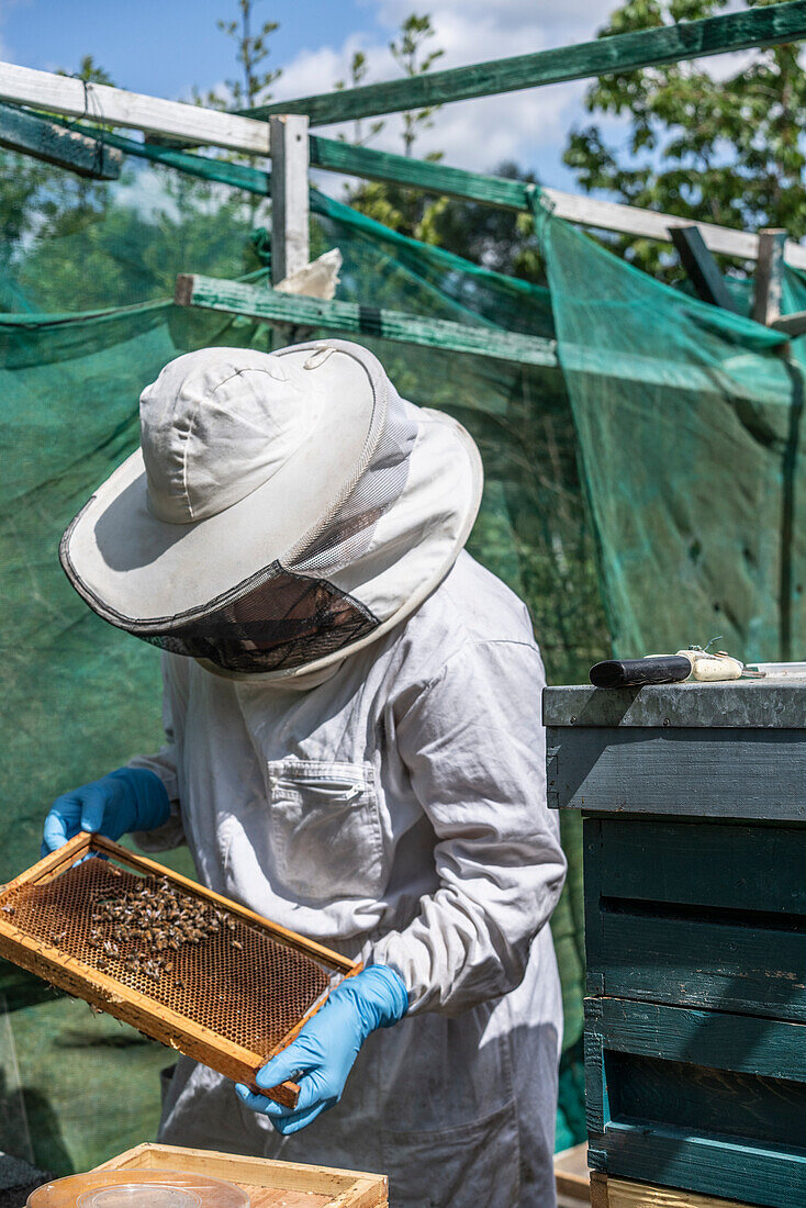 Imker hält Rähmchen mit Bienen