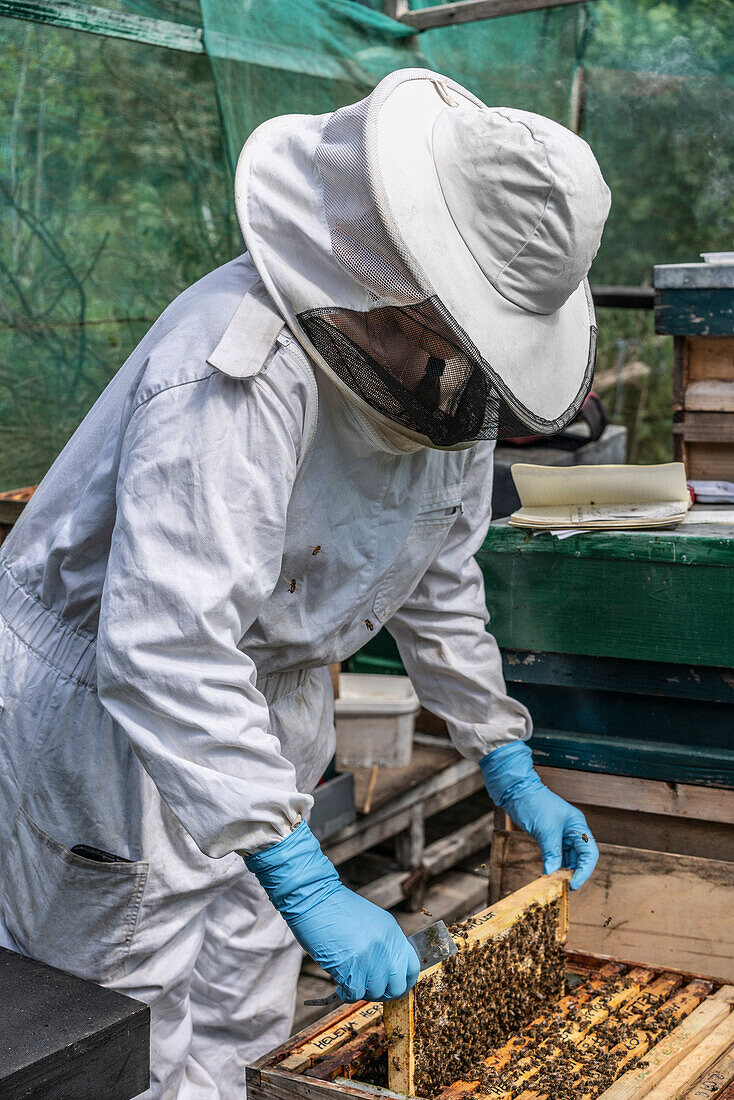 Beekeeper holding frame with bees