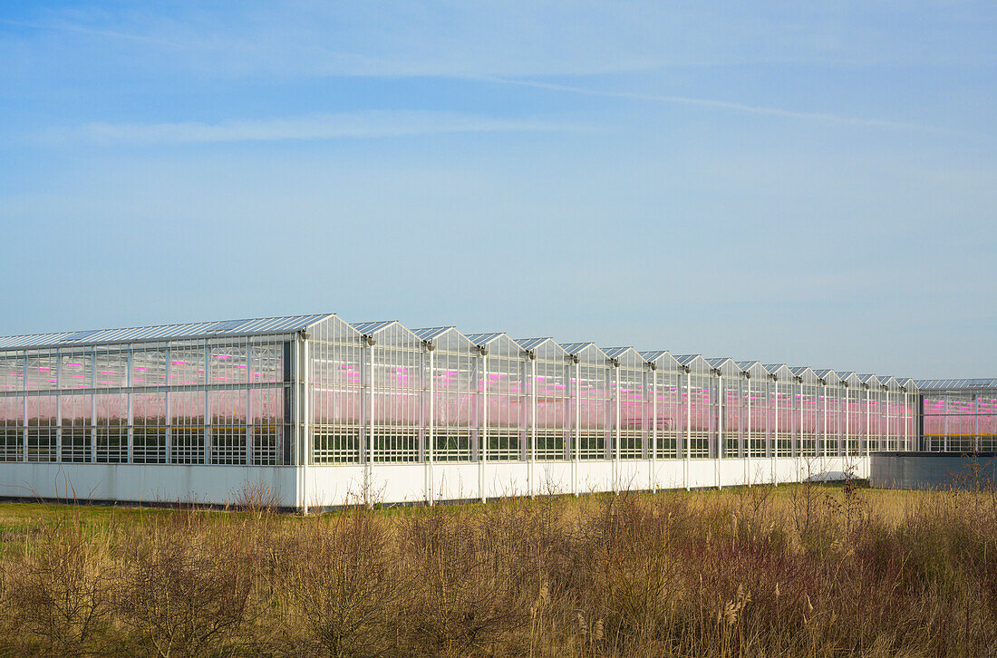 Netherlands, Zeeland, Exterior of commercial greenhouse with LED lighting