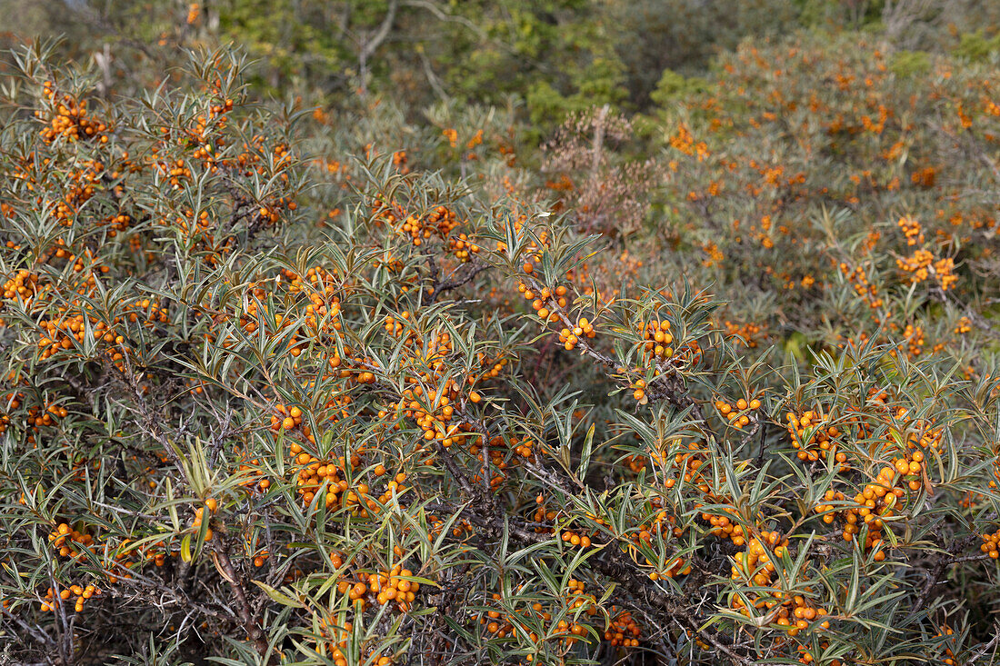 Wild shrub with yellow berries