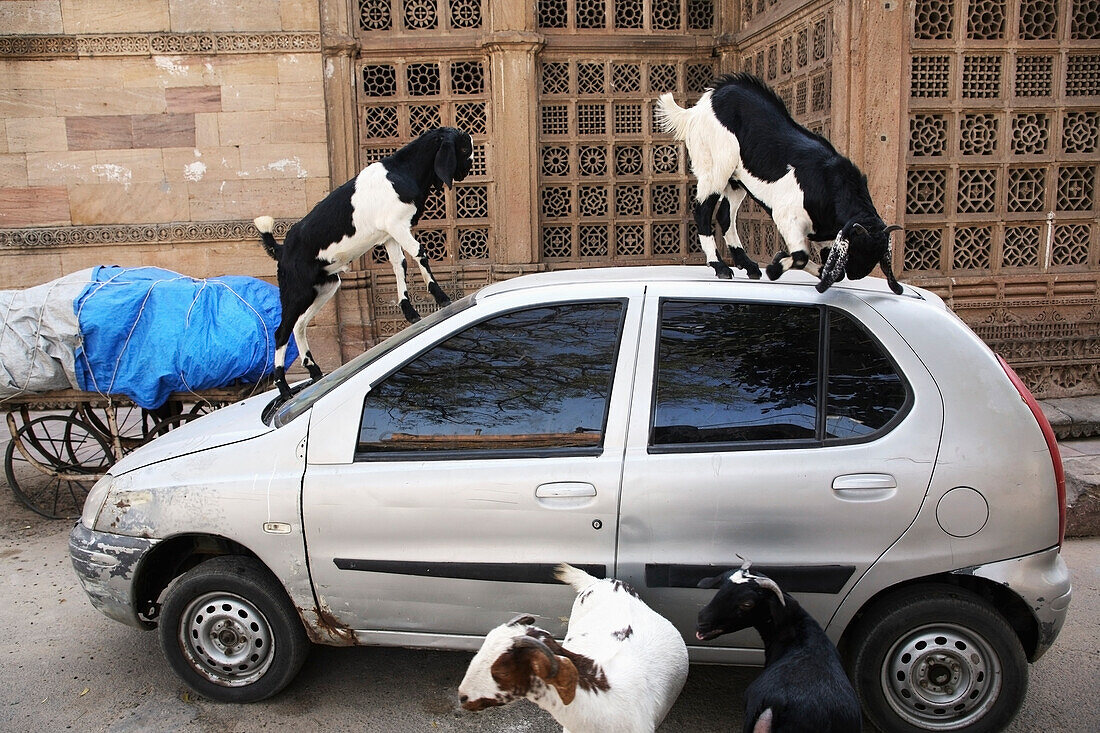 Ziegen auf einem Auto stehend; Stadt Ahmedabad, Bundesstaat Gujurat, Indien