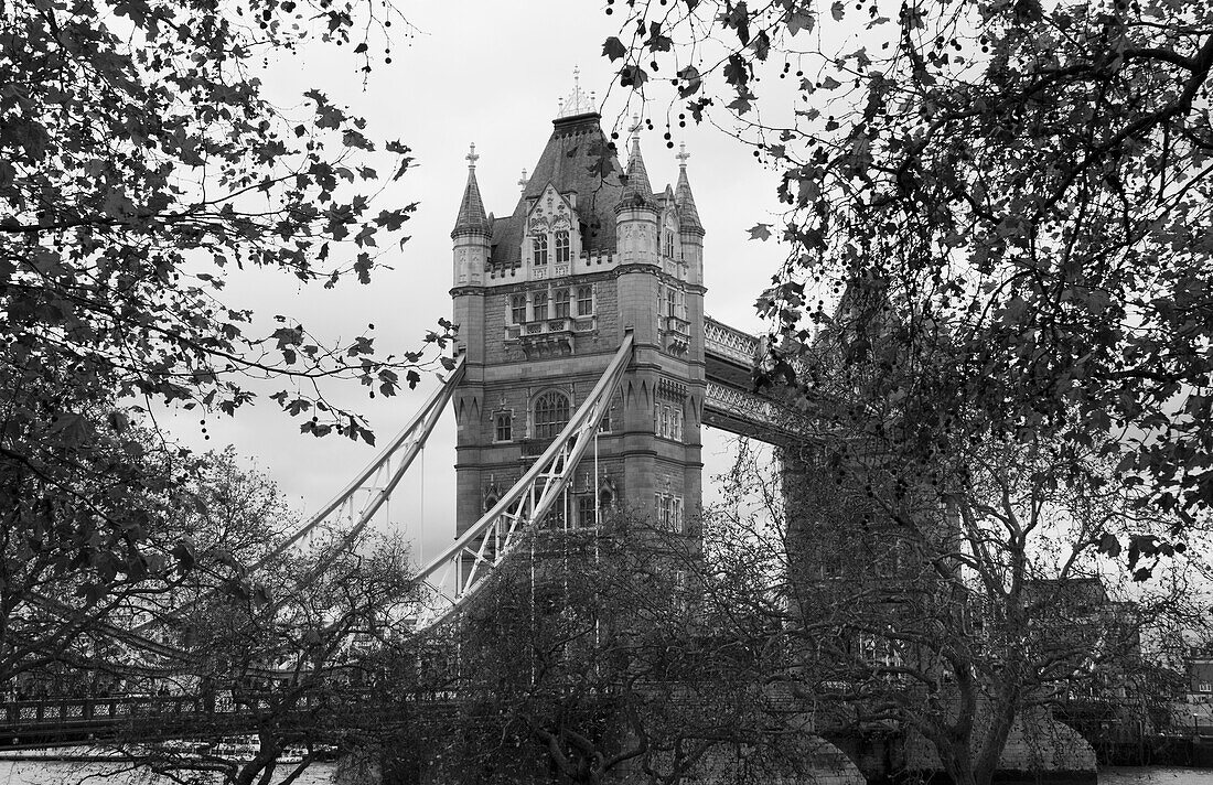 Tower Bridge Over The River Thames With Trees; London, England