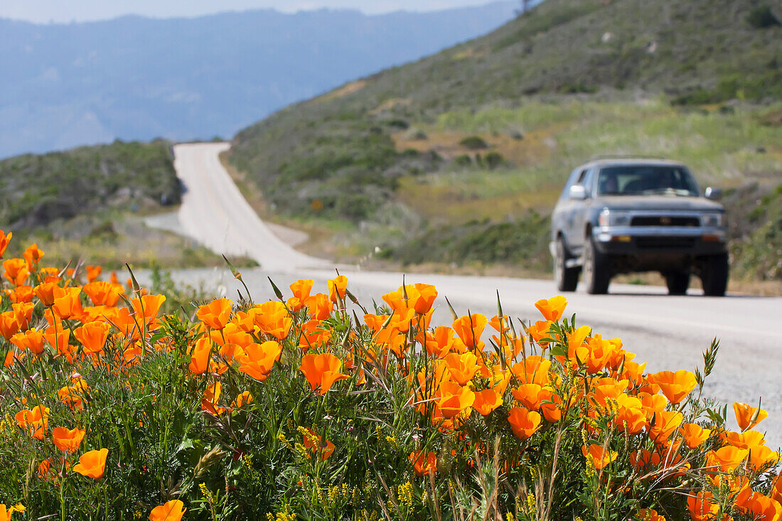 California Poppies (Eschscholzia Californica) Blooming On The Side Of A Road; California, United States Of America