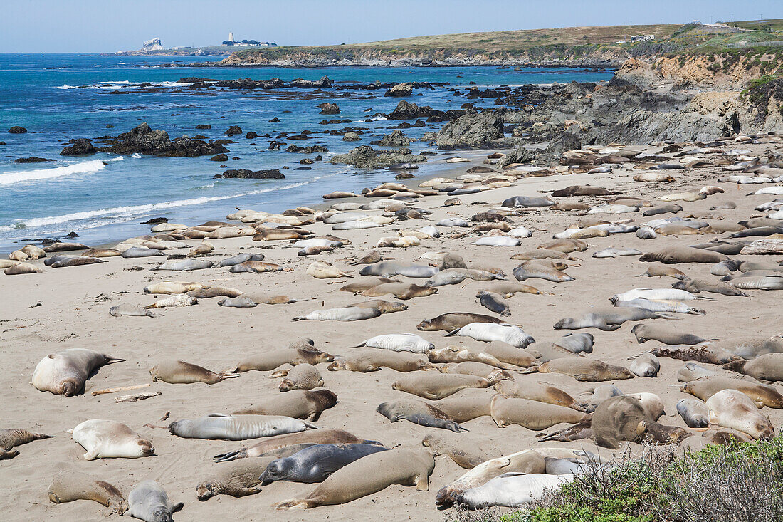 Seelöwen am Strand an der Küste; Kalifornien, Vereinigte Staaten von Amerika