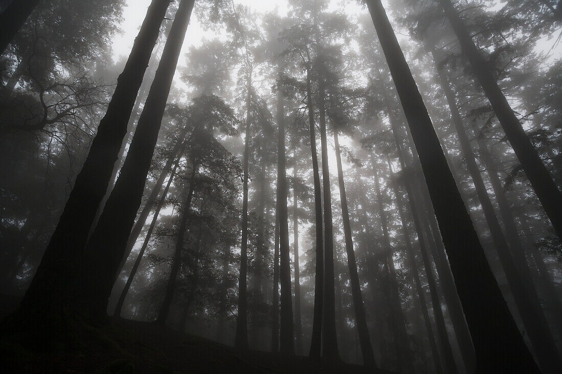 Niedriger Blickwinkel auf Baumkronen im Nebel; Kalifornien, Vereinigte Staaten Von Amerika