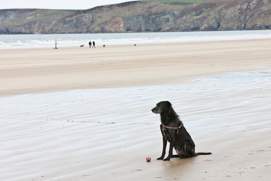 Ein Hund mit seinem Ball am nassen Strand von Newgale; Wales