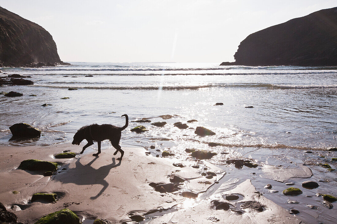 Ein Hund spielt mit seinem Ball am Strand von Newgale; Wales