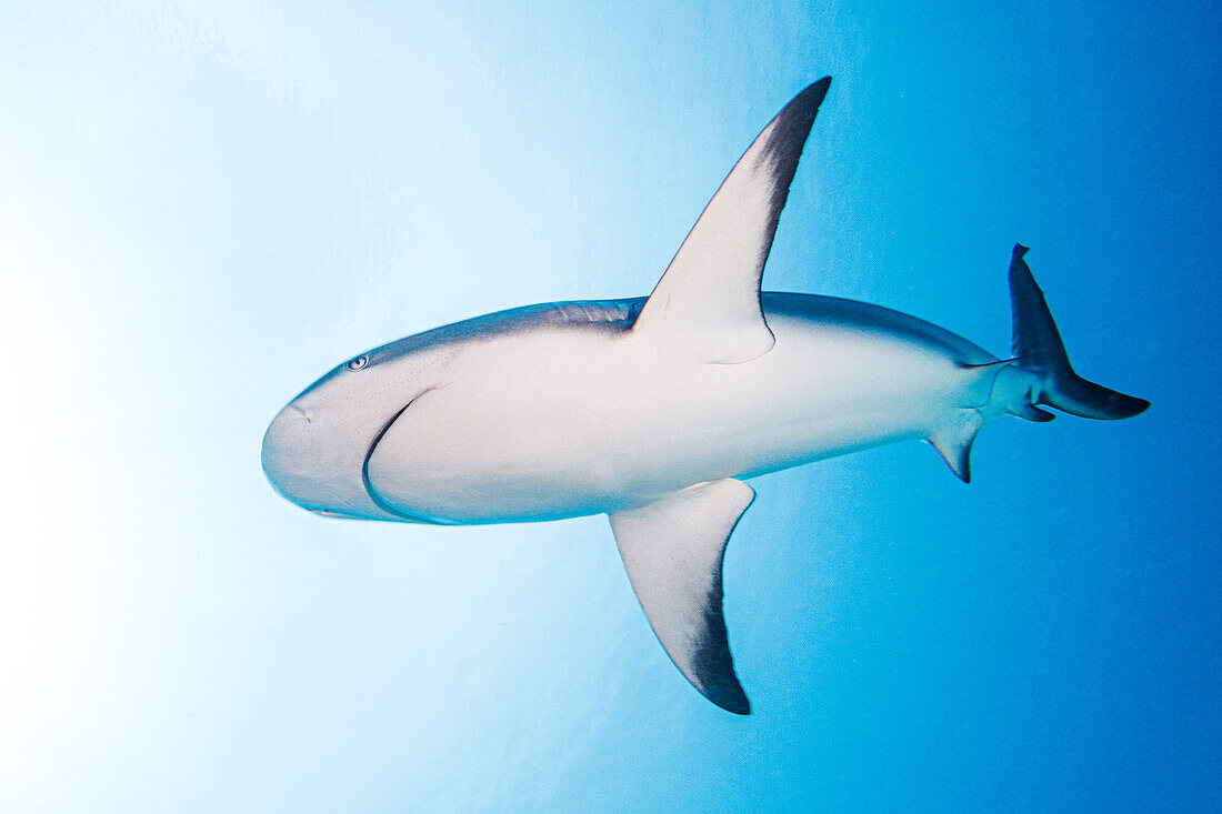 Bahamas, Nassau, Low angle view of shark swimming in sea