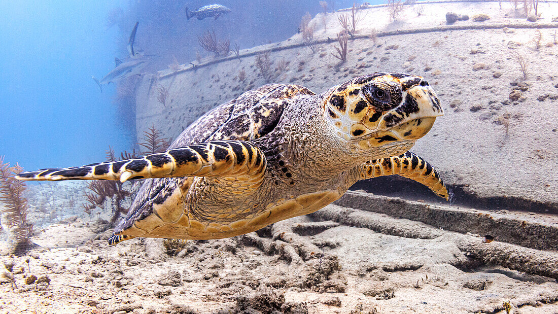 Bahamas, Nassau, Meeresschildkröte schwimmt im Meer