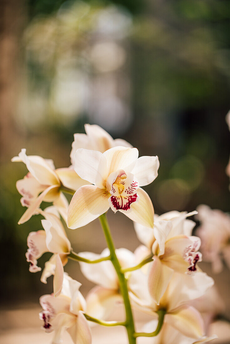 Nahaufnahme einer weißen Orchidee