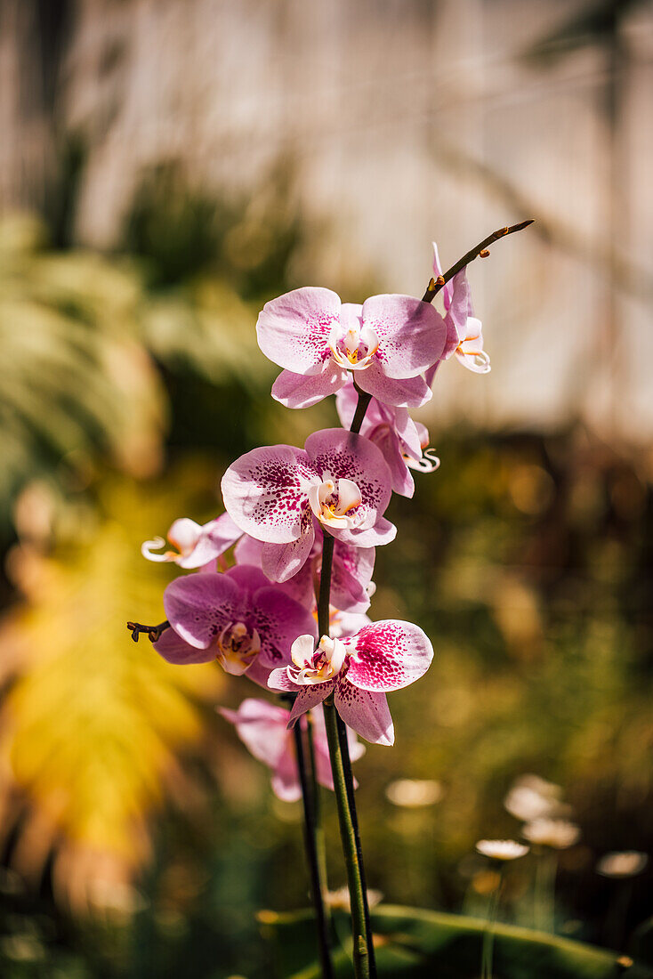 Pink orchid growing