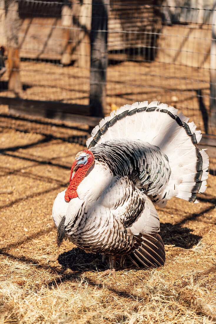 Weißer Truthahn auf einer Farm