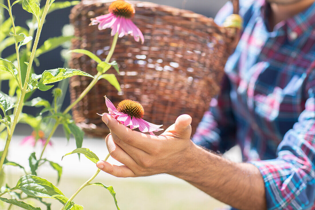 Man with basket picking flowers