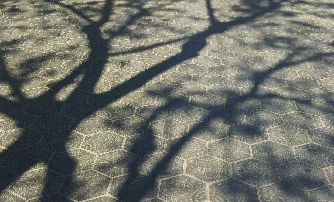 Shadow Of A Tree On The Paver Blocks; Barcelona, Spain