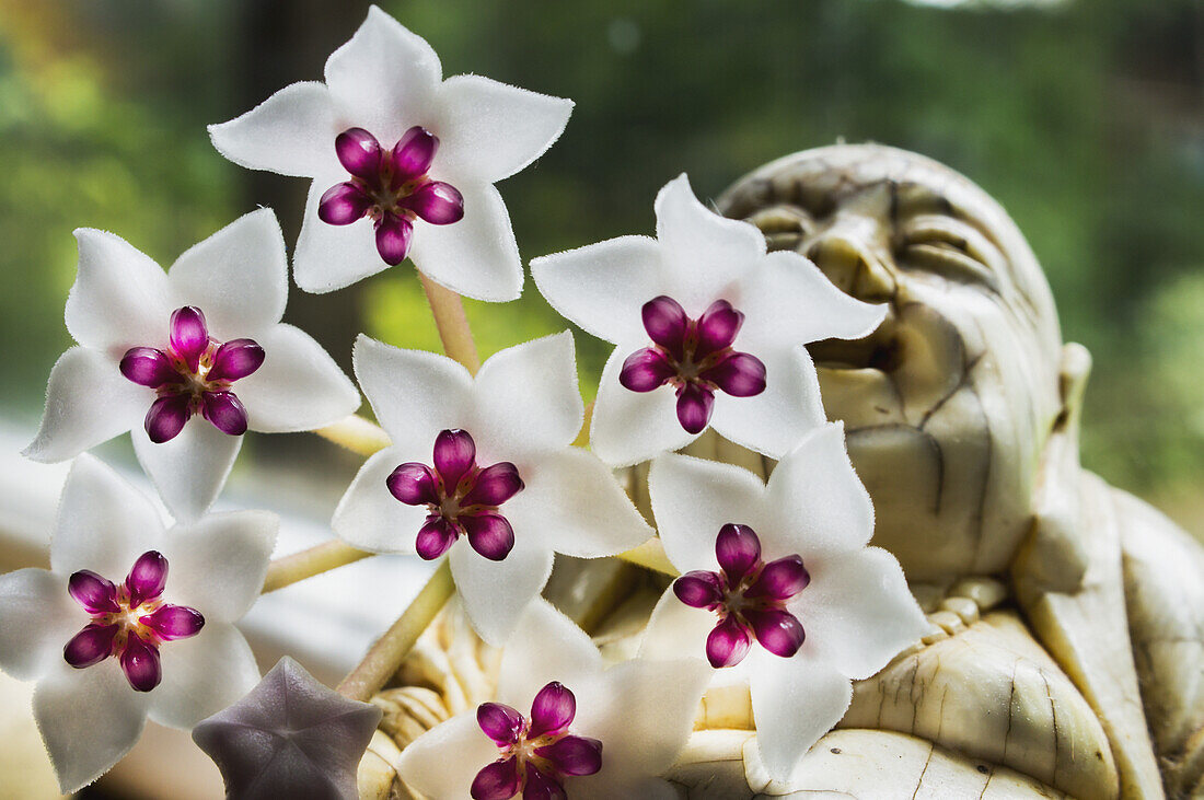 Hoya Bella Flower Plant; United Kingdom