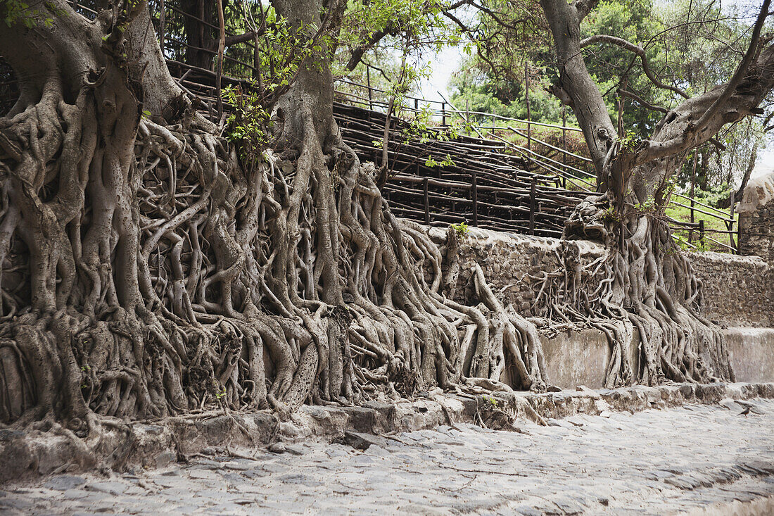 Exposed Roots Of Fig Tree, Baths Of Emperor Fasilidas; Gondar, Amhara Region, Ethiopia