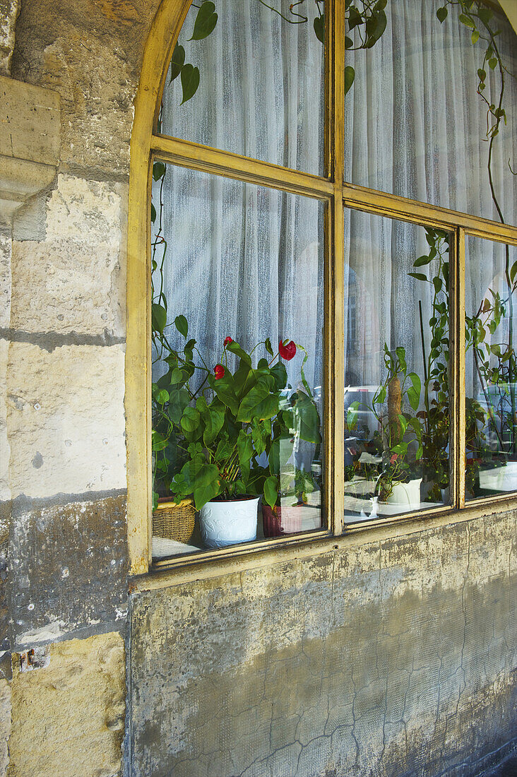 Flower Pots Lining The Inside Of An Arched Residential Window, Marais District; Paris, France