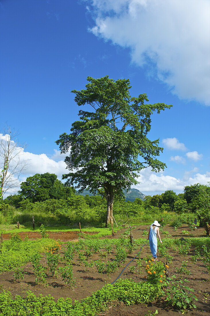 A Woman Cares For Plants In A Large Garden; Ulpotha, Embogama, Sri Lanka