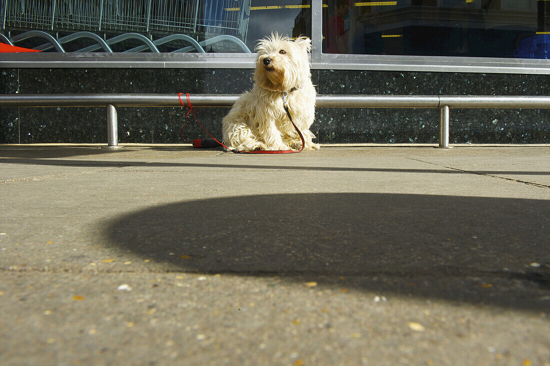Ein kleiner weißer Hund sitzt auf einem Bürgersteig und hat seine Leine an einem Geländer befestigt; London, England.