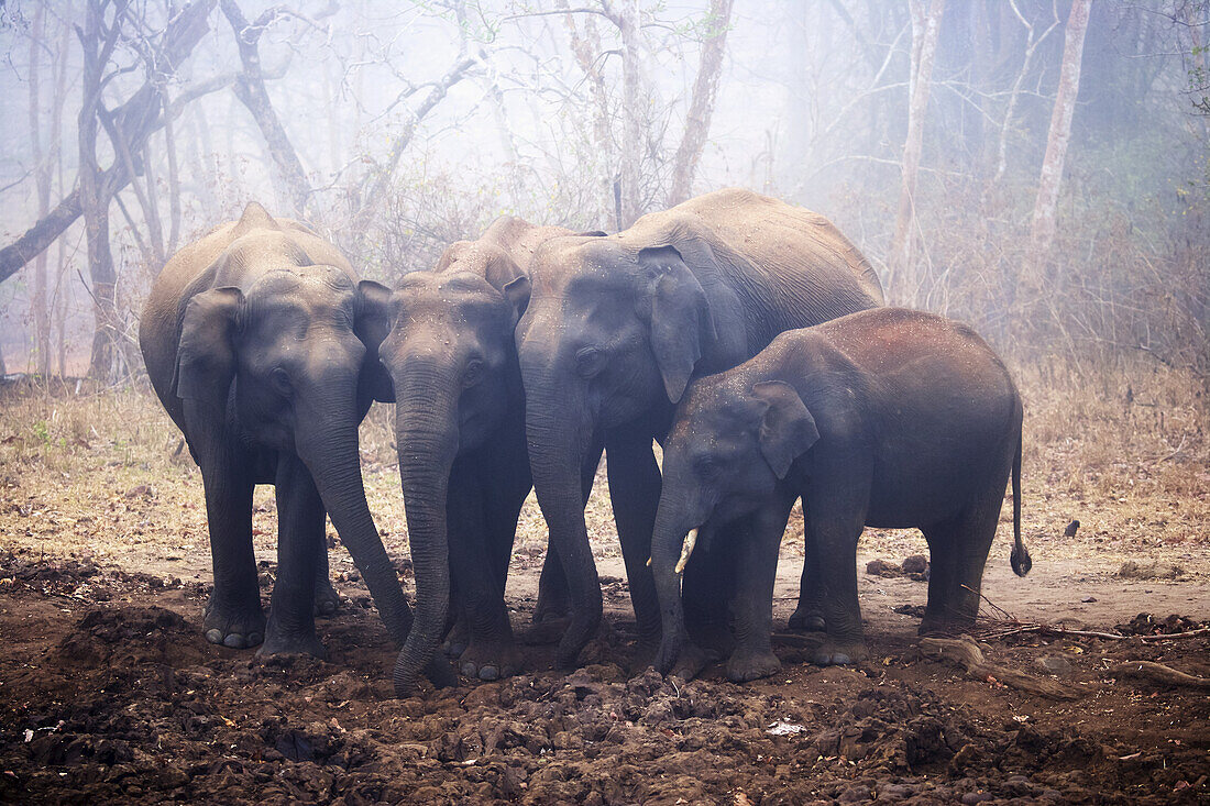 Elefanten im Nagarhole-Nationalpark; Karnataka, Indien