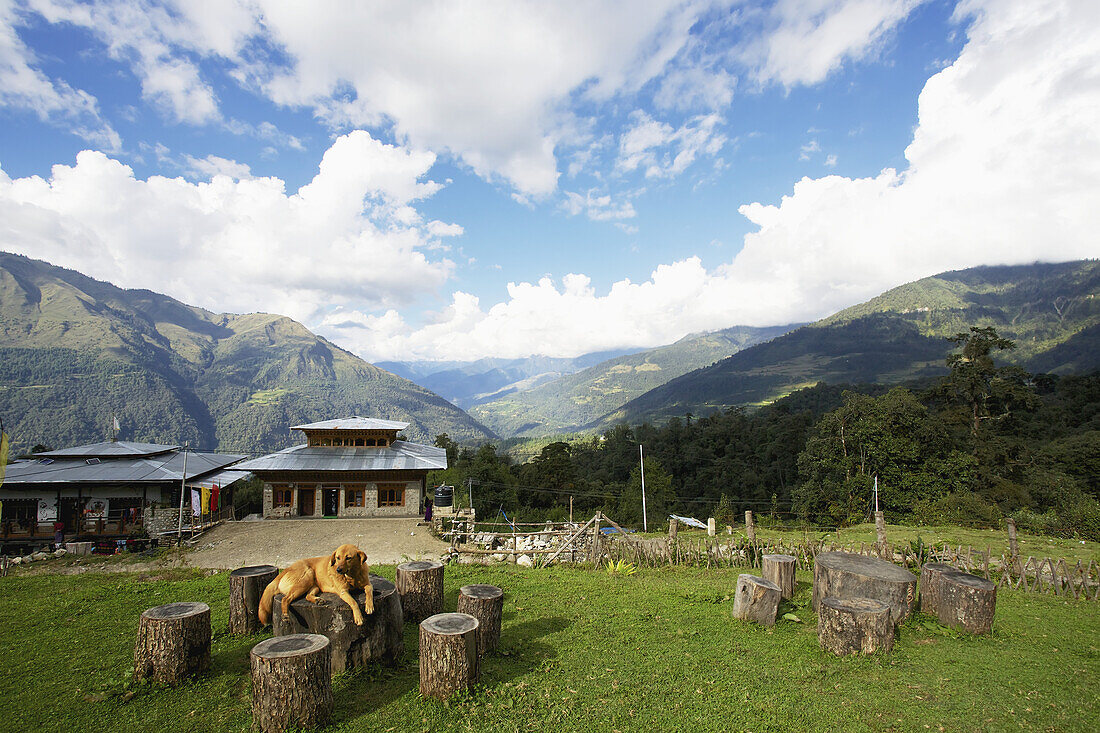 A Lazy Dog Sits In Front Of A Cafe; Wangdue Phodrang District, Bhutan