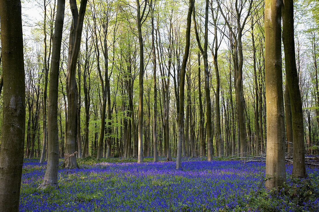 Blauglocken in den Wäldern; Hampshire, England