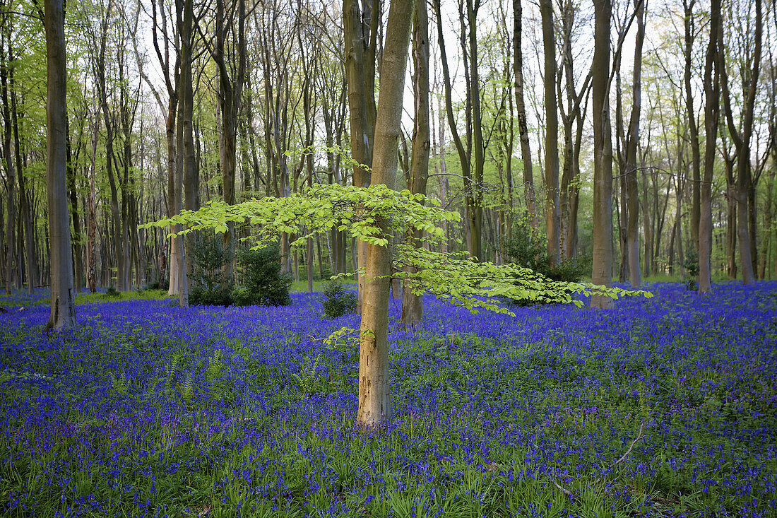 Bluebells In The Woods; Hampshire, England