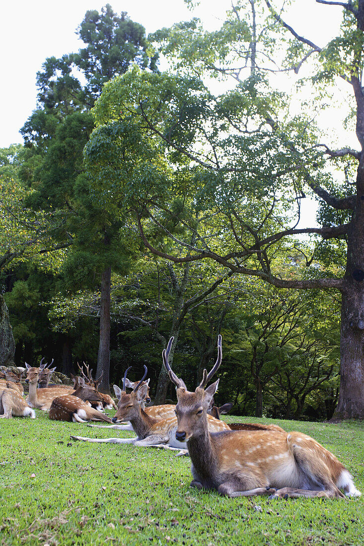 Herd Of Deer Laying On The Grass In An Urban Park; Japan