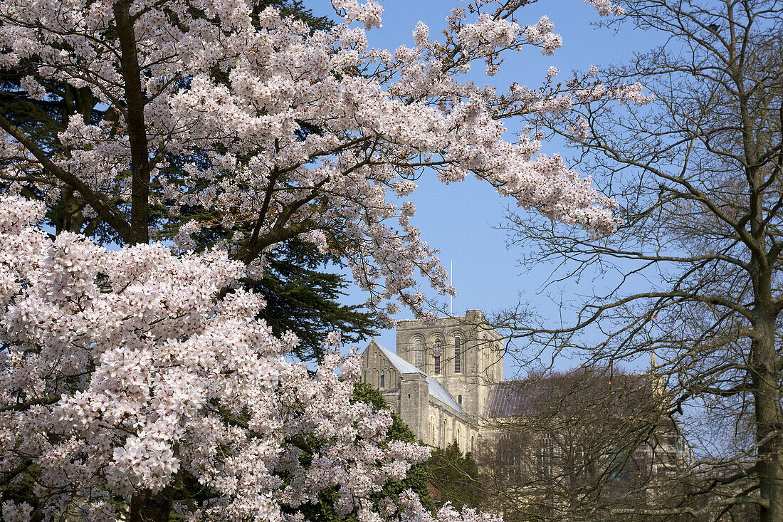 Blick auf die Kathedrale von Winchester mit Frühlingsblüten an den Bäumen; Winchester, Hampshire, England