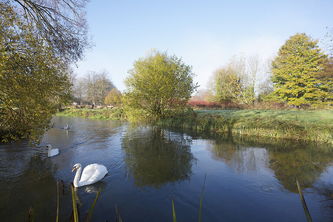 Wasserwiesen entlang des Flusses Itchen mit Schwänen; Winchester, Hampshire, England.