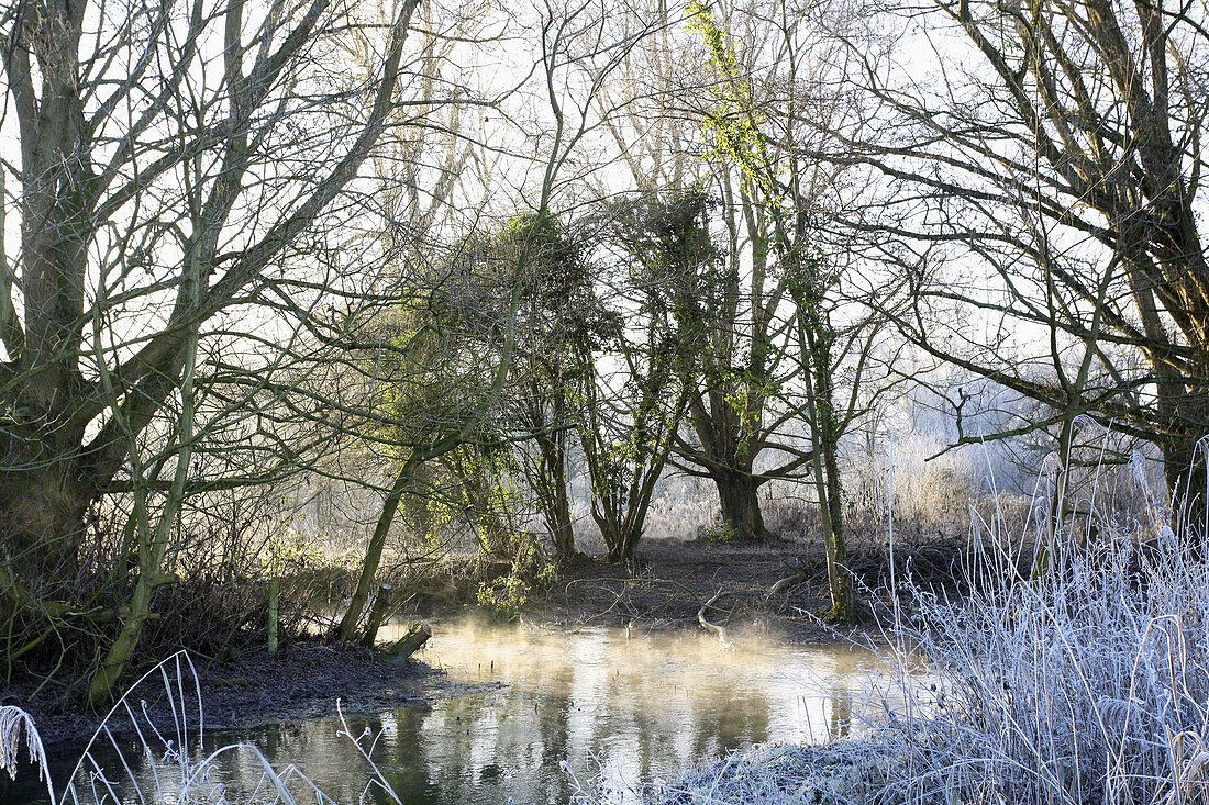 Wasserwiesen in der Morgendämmerung; Winchester, Hampshire, England