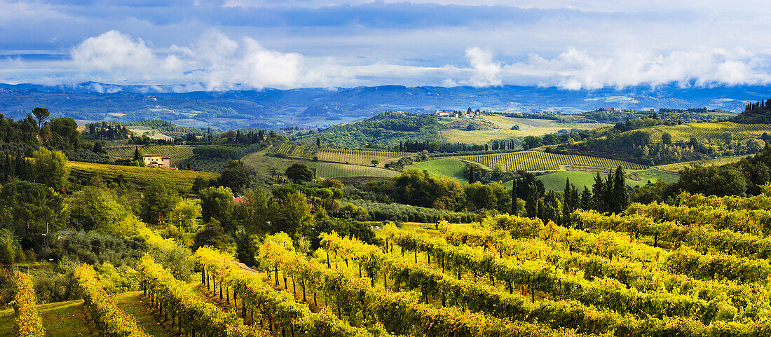 Weinberg; San Gimignano, Toskana, Italien