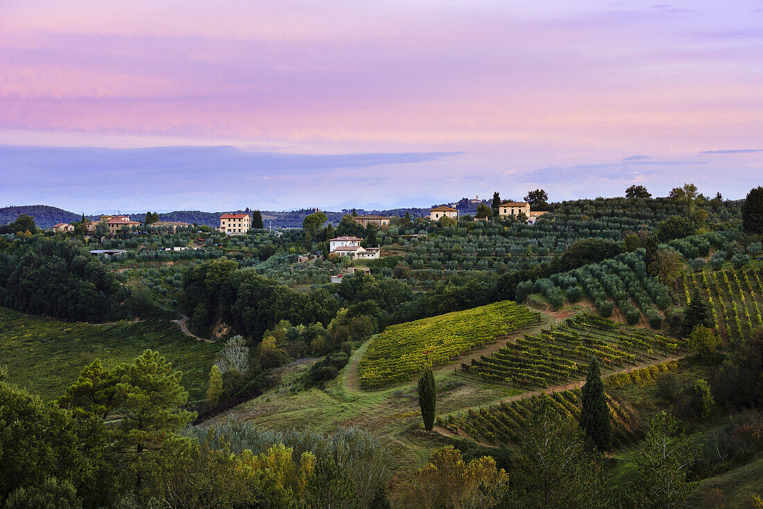 Weinberg, in der Nähe von Poggibonsi; Toskana, Italien