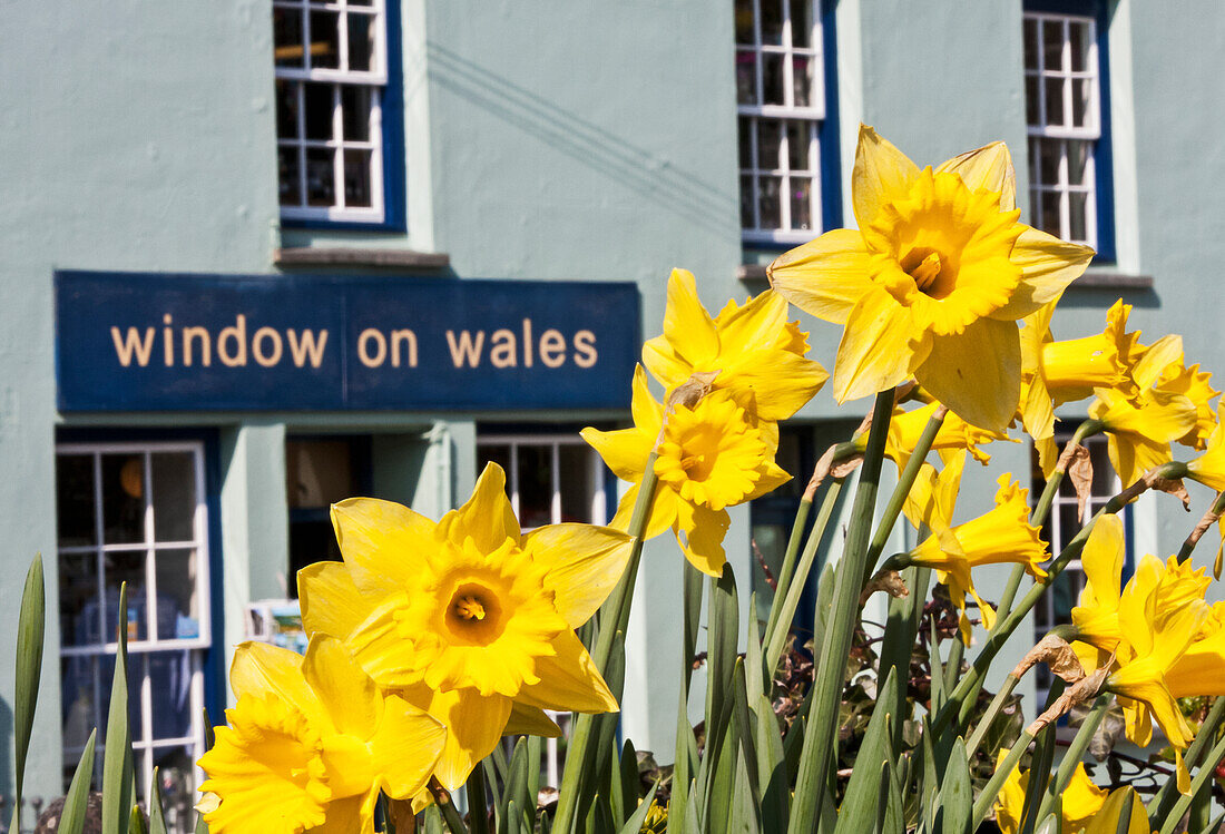 Daffodils In Bloom With Tourist Gift Shop Window On Wales; St. David, Pembrokeshire, Wales