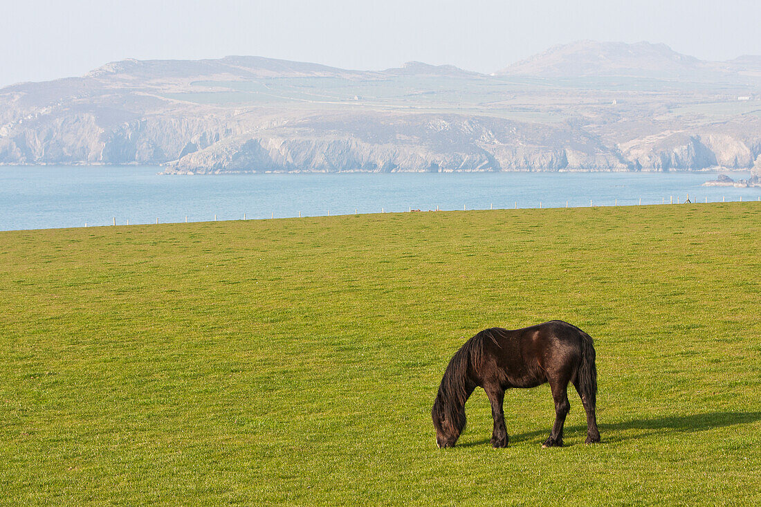 Pferd auf der Weide in der Nähe der Abermawr-Bucht, Pembrokeshire-Küstenpfad, Südwest-Wales; Pembrokeshire, Wales