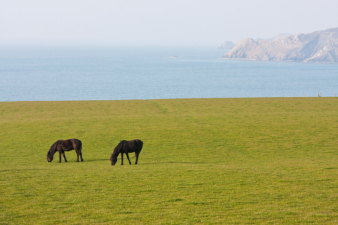 Two Horses Grazing In Field Near Abermawr Bay, Pembrokeshire Coast Path, South West Wales; Pembrokeshire, Wales