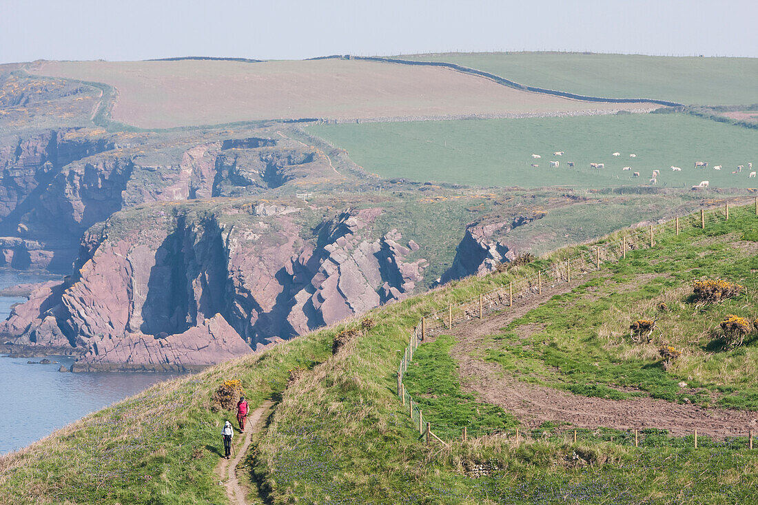 Zwei Wanderer zwischen Marloes und Martin's Haven auf dem Pembrokeshire Coast Path, Südwestwales; Pembrokeshire, Wales.