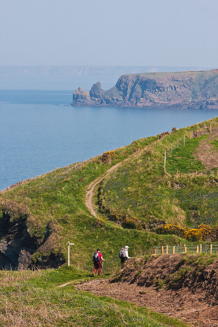 Two Hikers Between Marloes And Martin's Haven On Pembrokeshire Coast Path; Wales