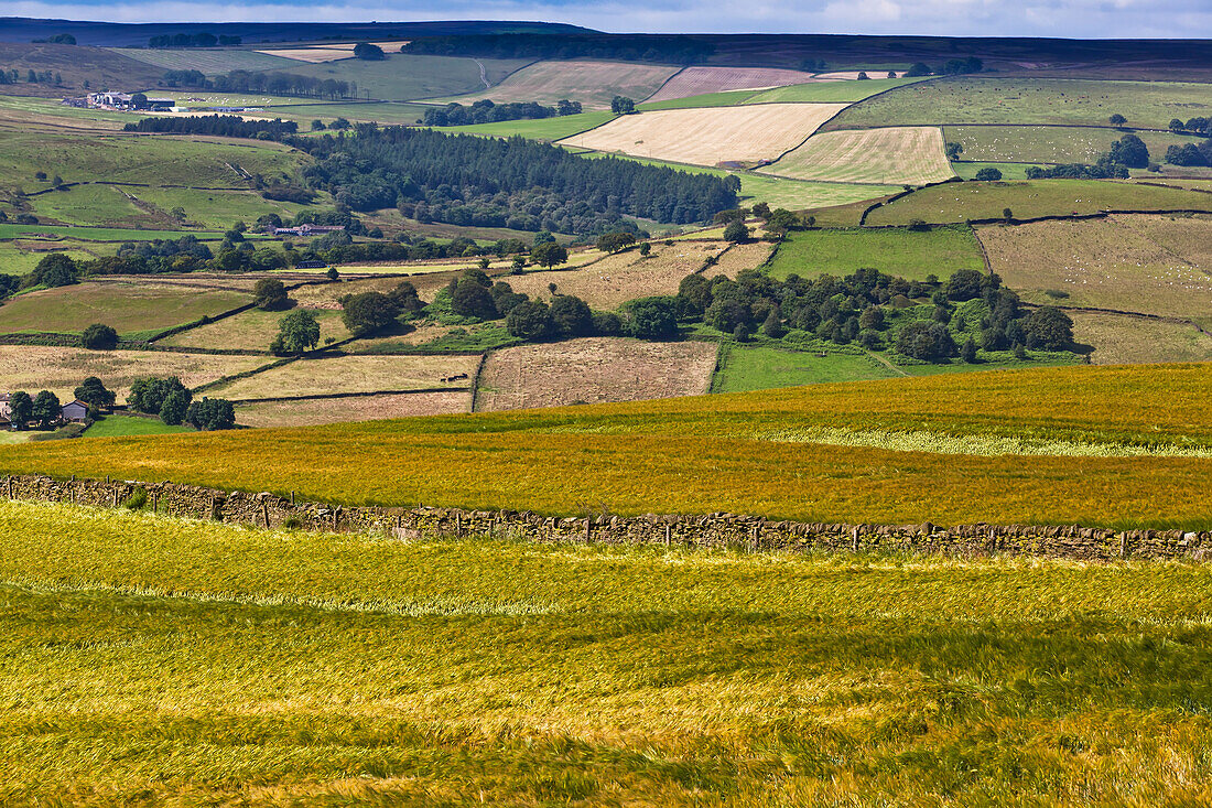 Yellow And Green Fields; North Yorkshire, England