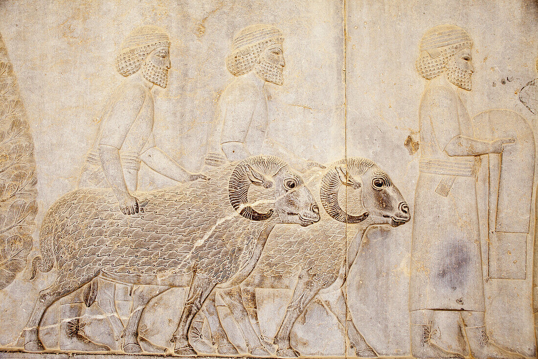 Tribute für den König, Basreliefschnitzereien auf der östlichen Apadana-Treppe; Persepolis, Iran.