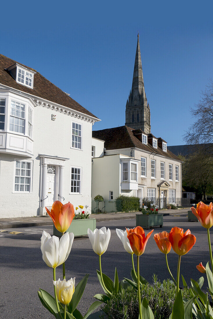 Salisbury Cathedral With Blossoming Tulips In The Foreground; Salisbury, Wiltshire, England